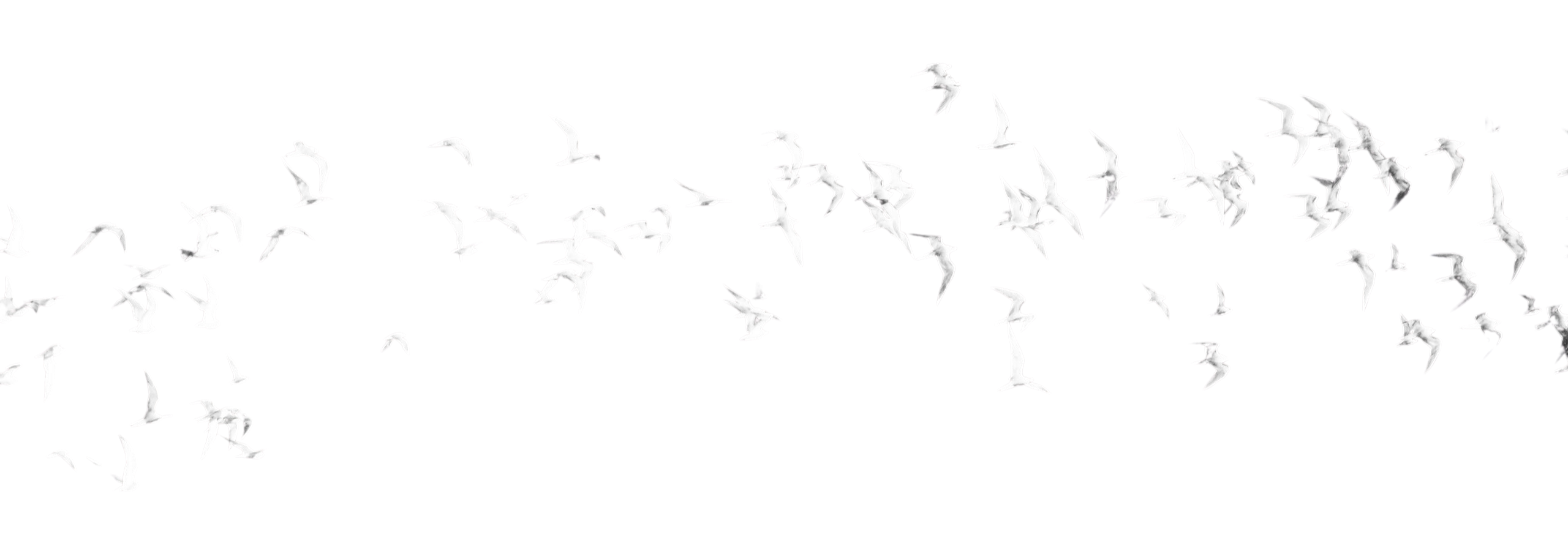 NIMC Birds BG